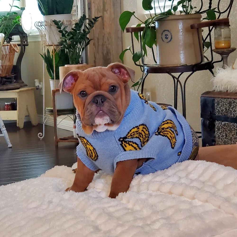 Spark Paws Dog‎ Lot